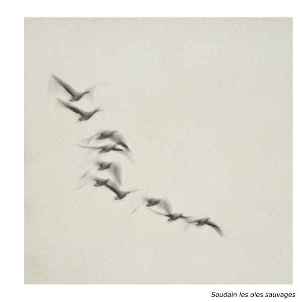 Soudain les oies sauvages